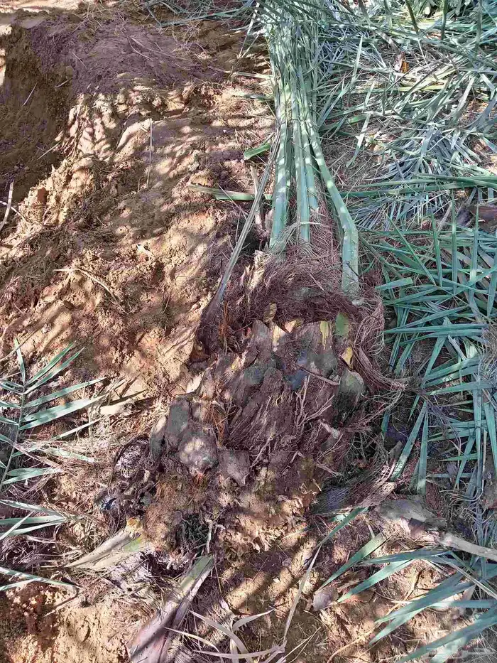 قلع وغرس وتوريد جميع انواع النخيل 1