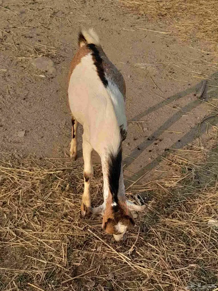 البيع تيس بلدي 2