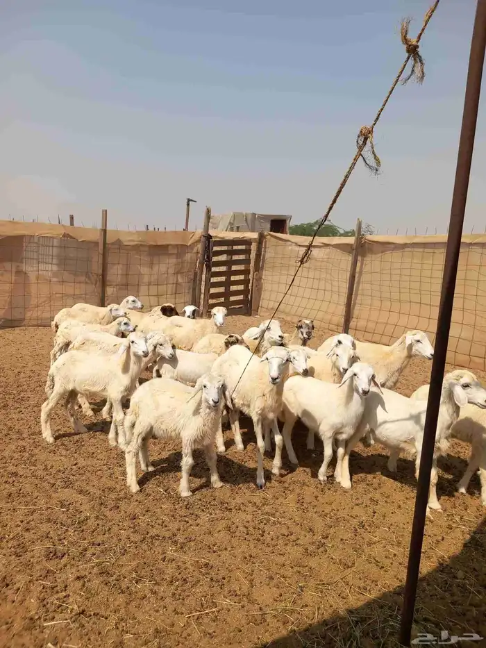 بهم طليان ورخال تربيه ب 580 0