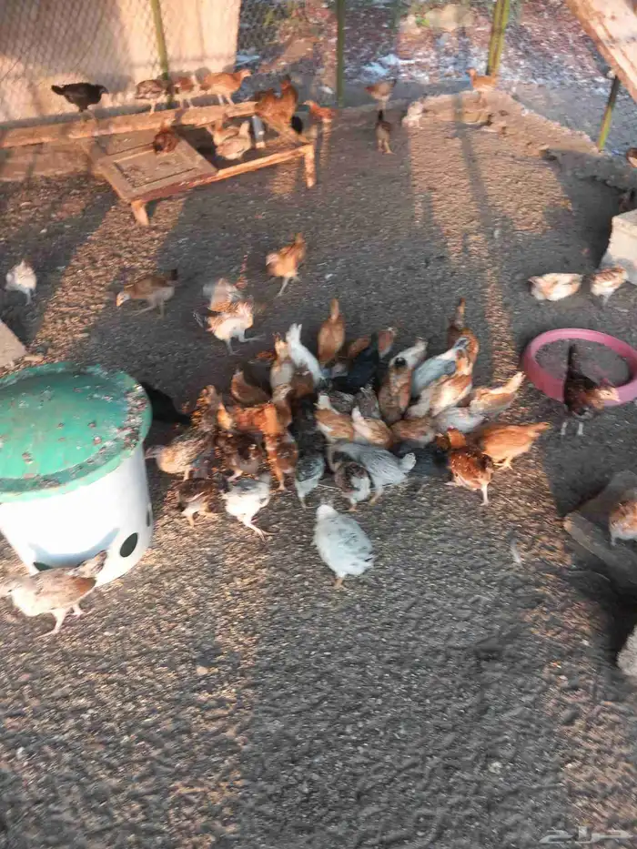 صوص دجاج بلدي العمر شهرين 1