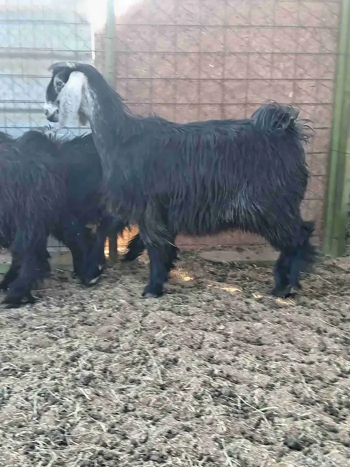 تيوس وجفار سمان ماشاء الله تبارك الله 2