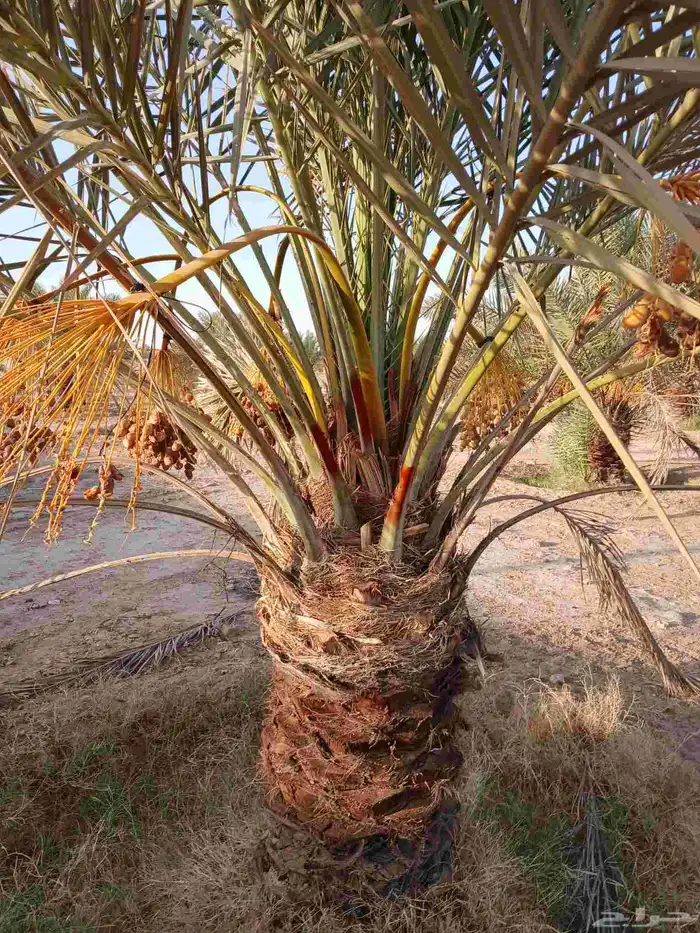 نخل مثمر للبيع خلاص برحي هلالي سكري نخيل روثانه مجدول دخيني 5