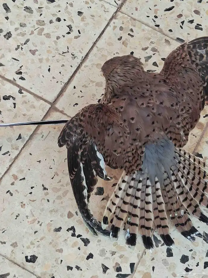 الإسلام عليكم ...اهل الخبره ايش نوعية الصقر هذا 2