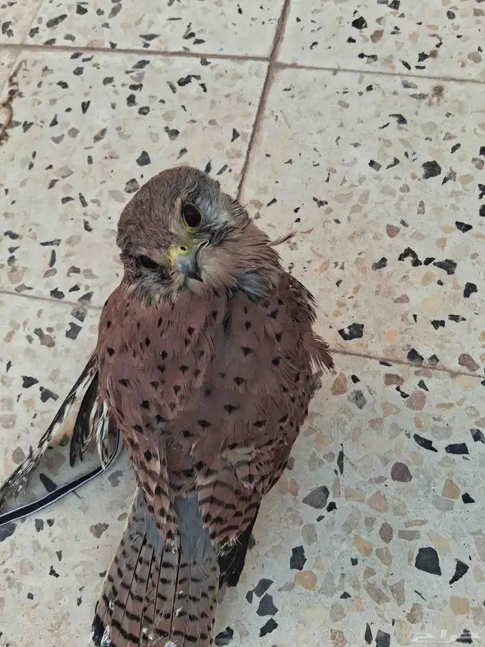 الإسلام عليكم ...اهل الخبره ايش نوعية الصقر هذا 0