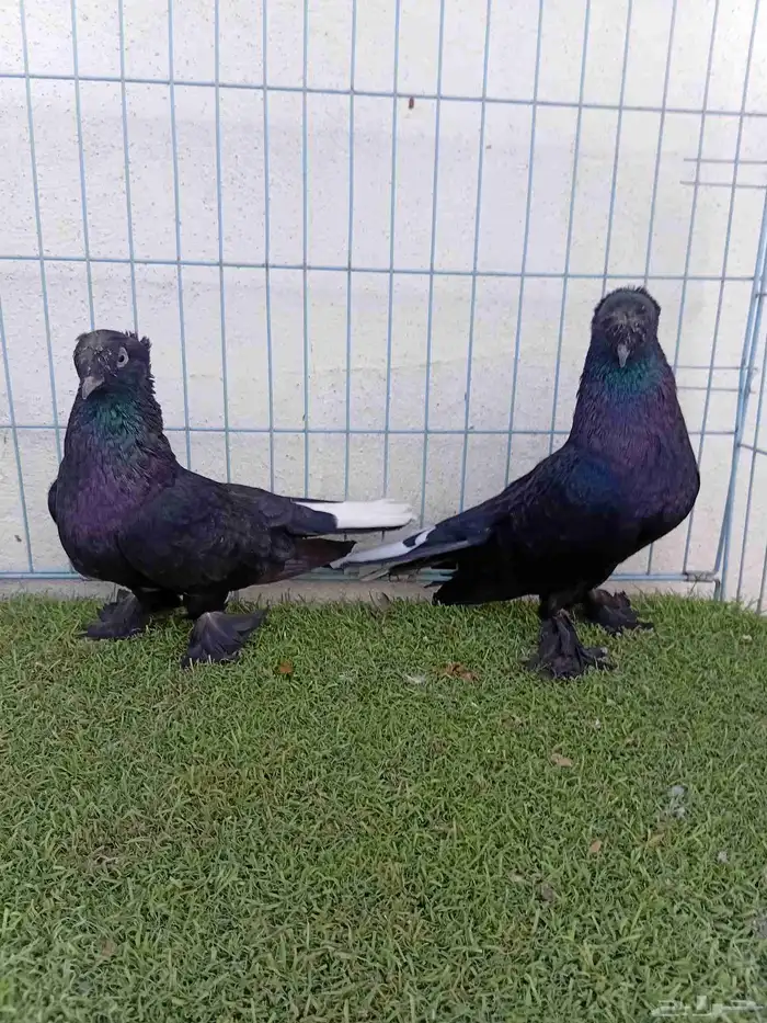 زوج تركي اسود لمعه دبل كرست 6