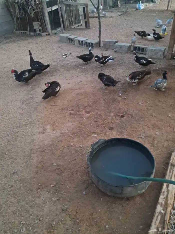 بط مصري للبيع 5