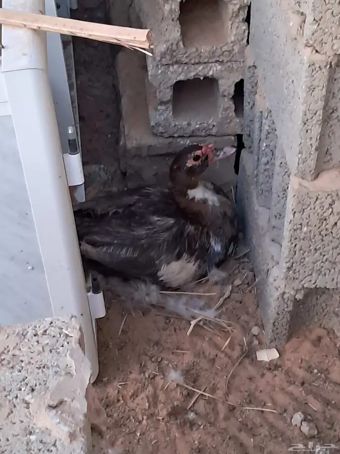 بط مصري للبيع 1