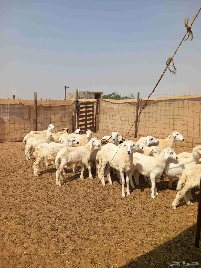 بهم طليان ورخال تربيه ب 580 1