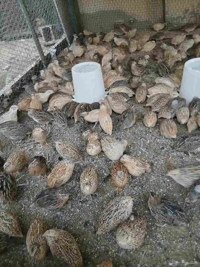 سمان بياض ولازم ماشاءالله تبارك الله 1