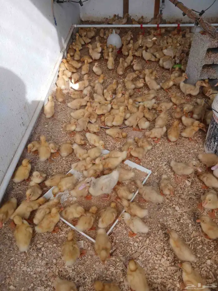 صوص بط محصن بكيني 1