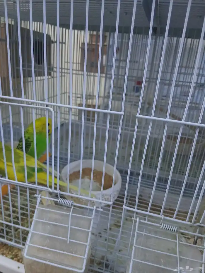 Bird Bast 100SR in the one 1