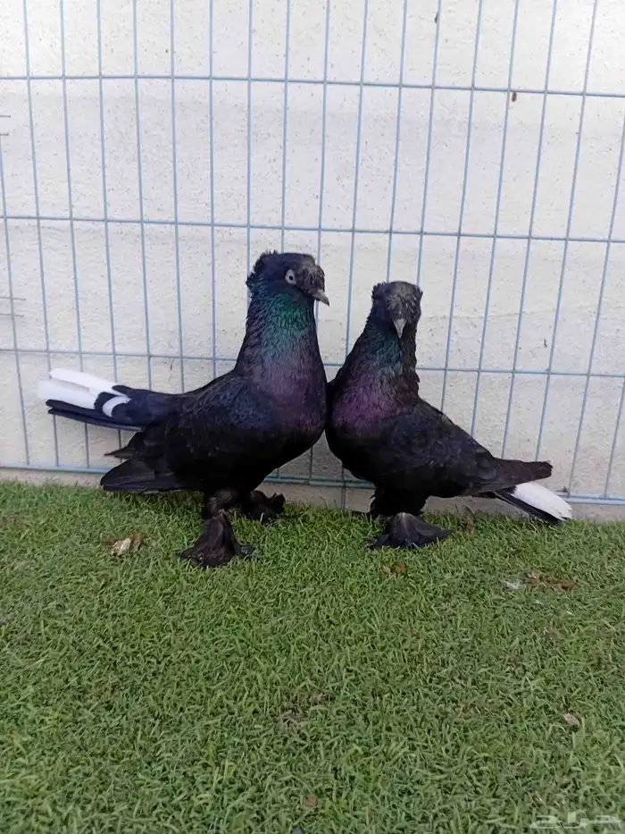 زوج تركي اسود لمعه دبل كرست 3