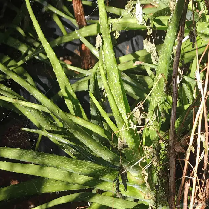 شتلات اوليفيرا للبشره 0