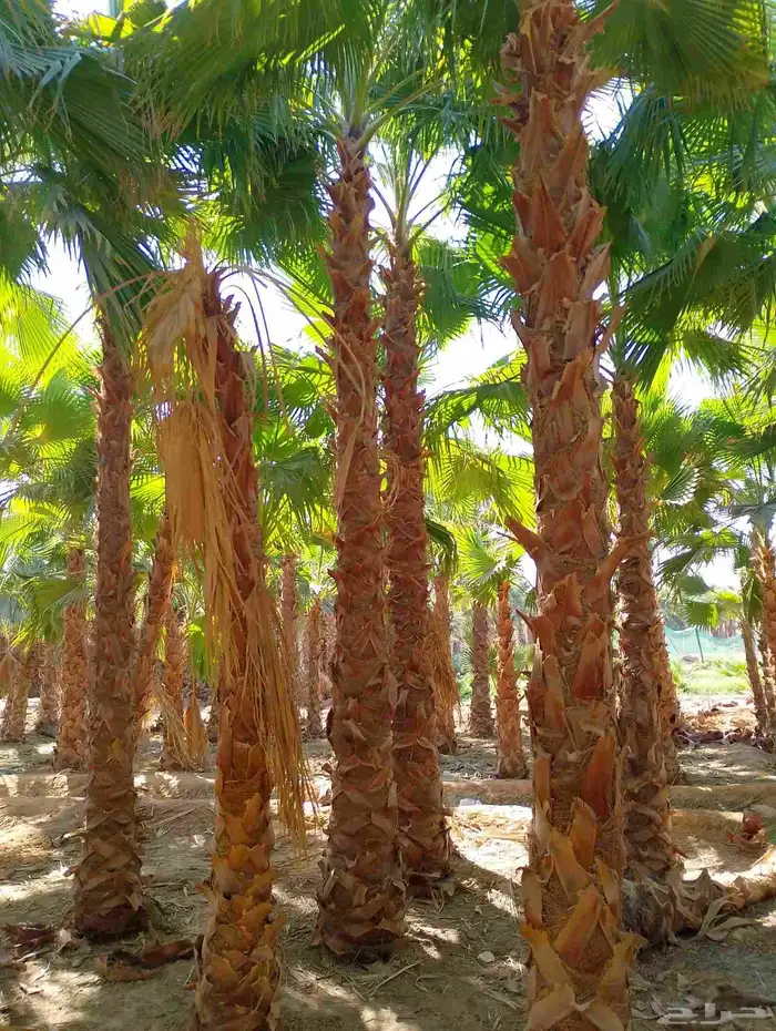 نخل للبيع. 053384752 1