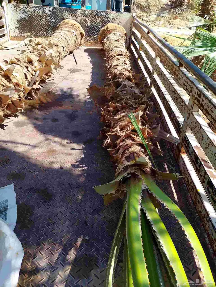 نخل للبيع. 053384752 0