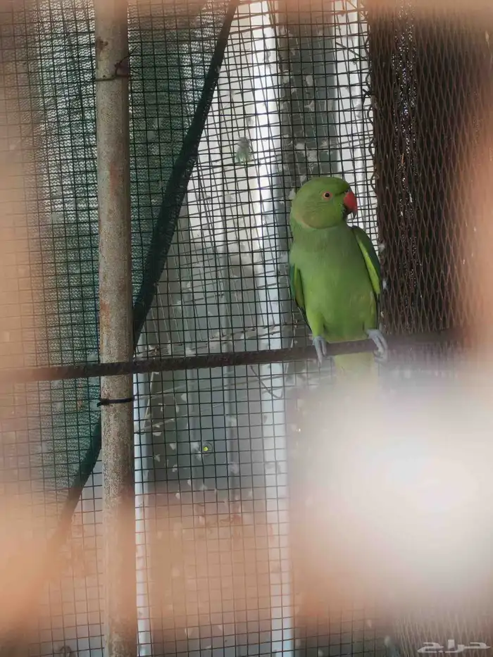 دره هنديه انثى العمر سته سنه وسته اشهر 1