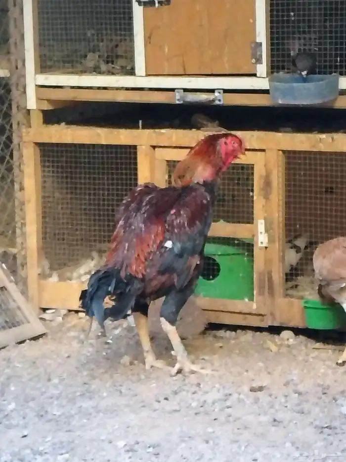 للبيع ديكو دجاجه باكستاني 4