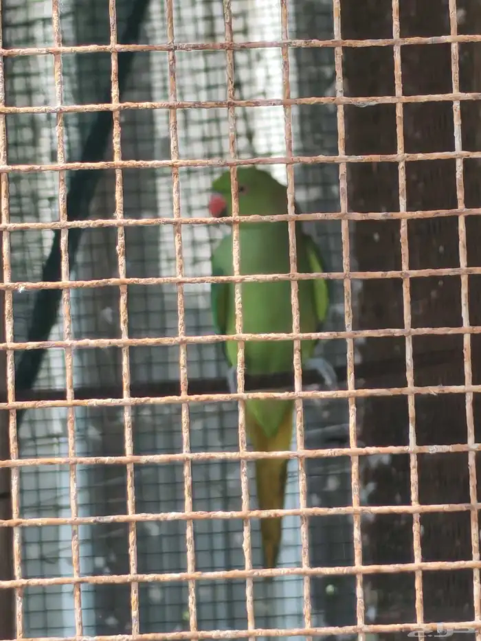 دره هنديه انثى العمر سته سنه وسته اشهر 0