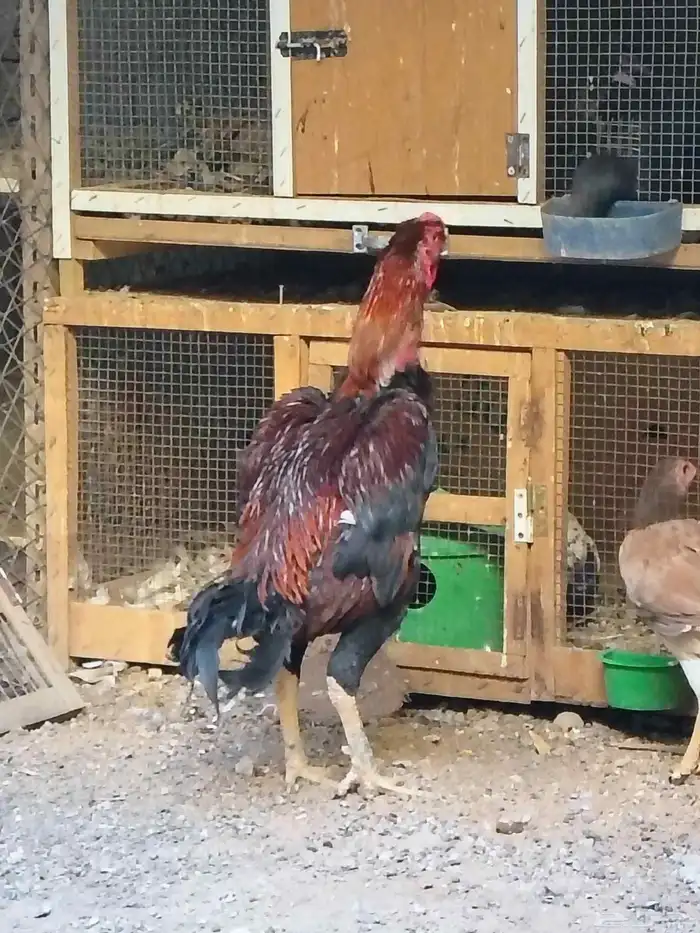 للبيع ديكو دجاجه باكستاني 3