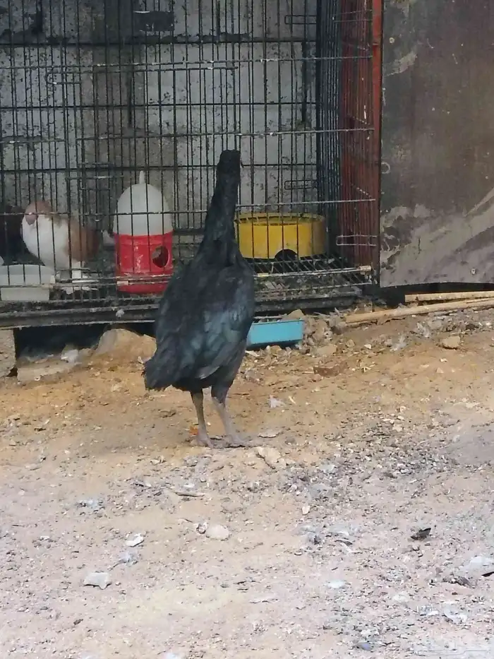 للبيع ديكو دجاجه باكستاني 2