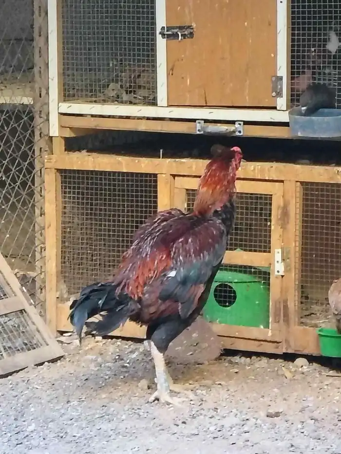 للبيع ديكو دجاجه باكستاني 5