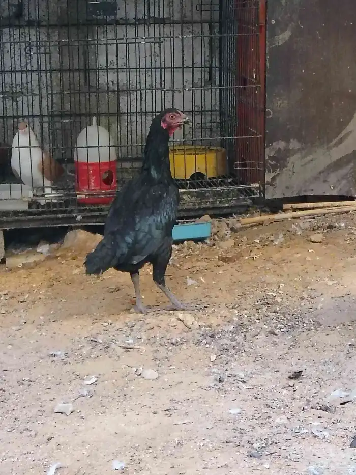 للبيع ديكو دجاجه باكستاني 1