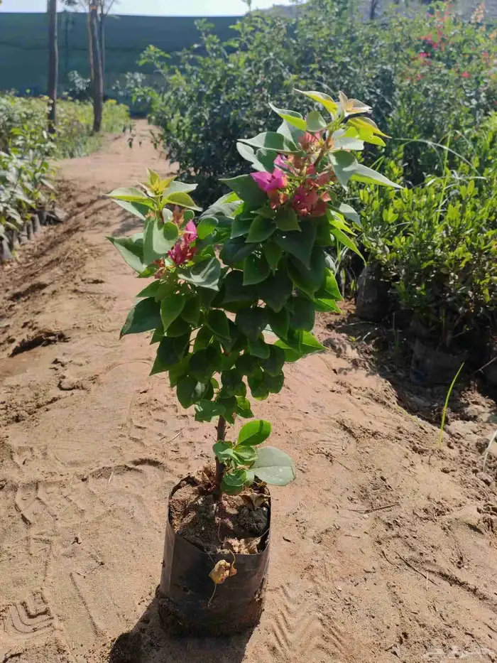 مزرعة الياسمين 0