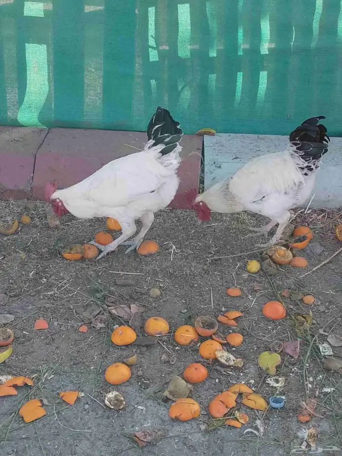 نعرض لكم ديوك دجاج بلدي ممتاز ونظيف من جميع الامراض 0