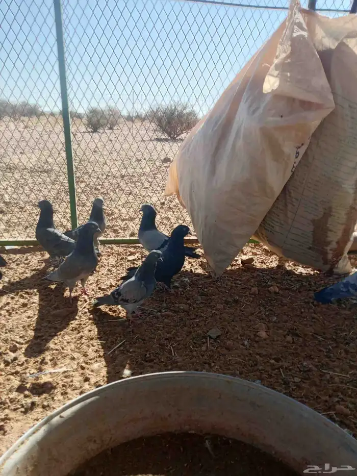 للبيع حمام 3