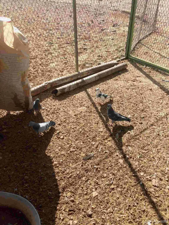 للبيع حمام 5