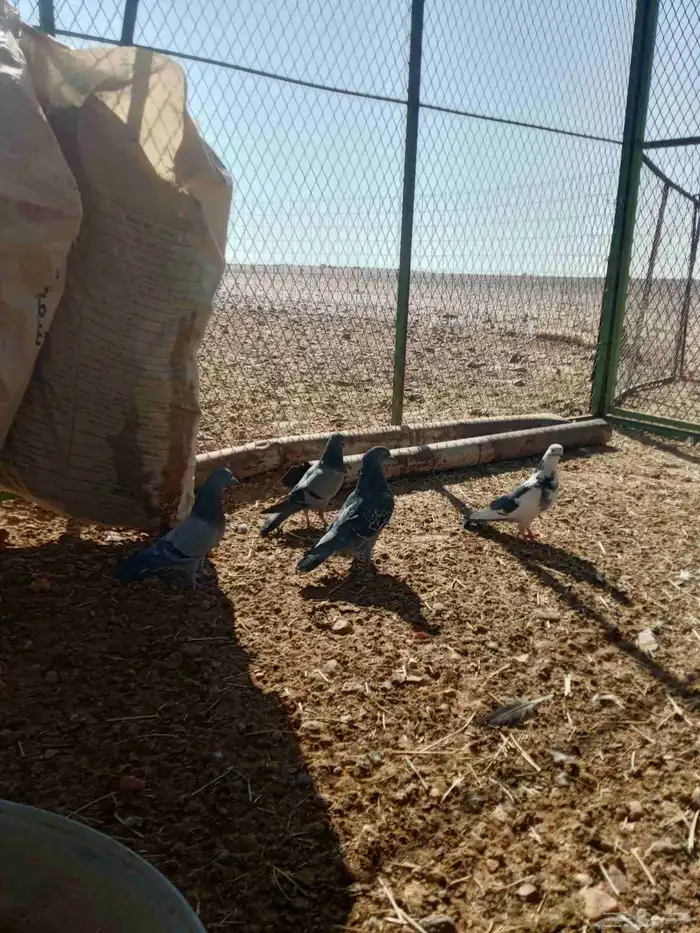 للبيع حمام 4