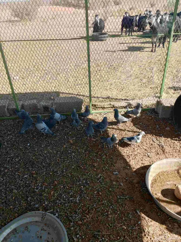 للبيع حمام 0