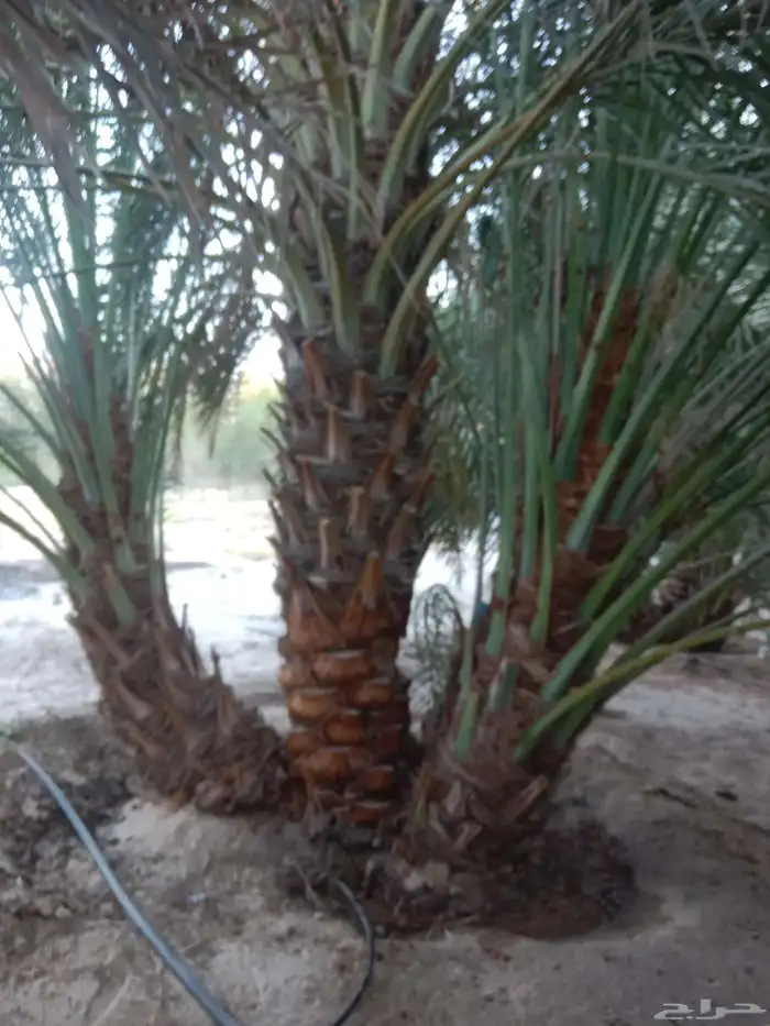 زراعه نخيل عربي واشنطني 4