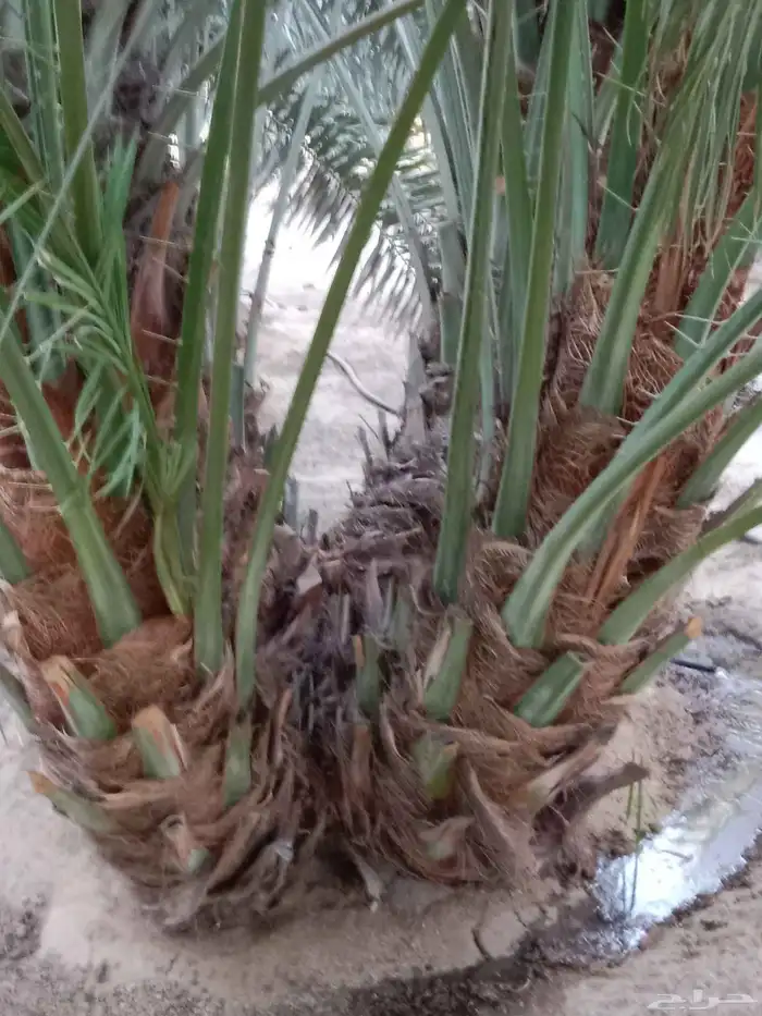 زراعه نخيل عربي واشنطني 5