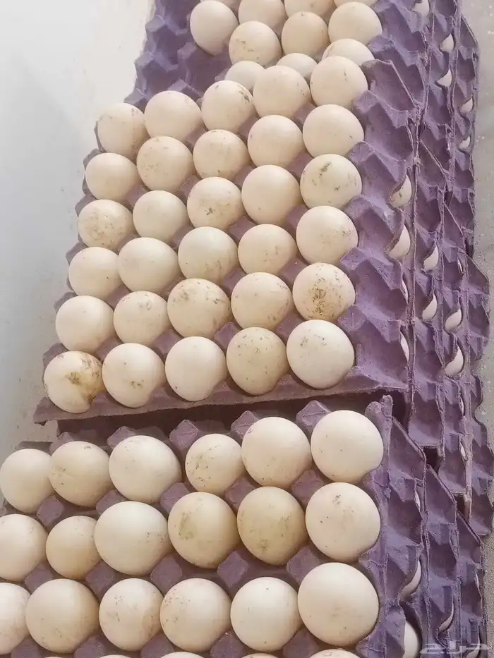 بيض بط بكيني مخصب 1