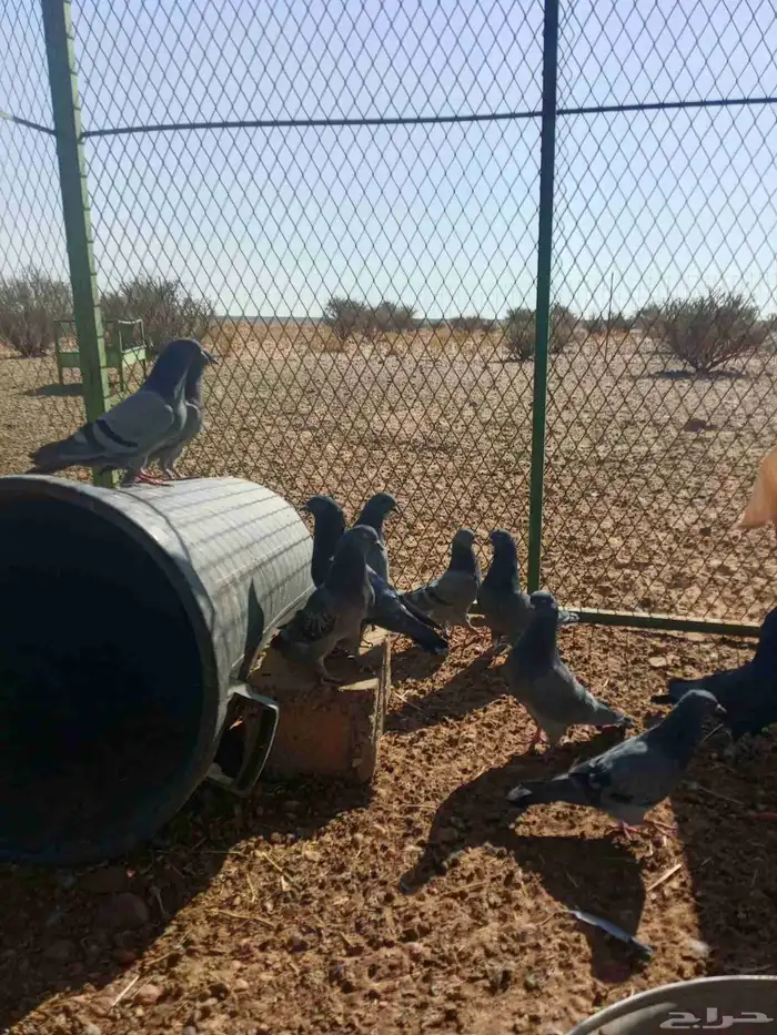 للبيع حمام 2