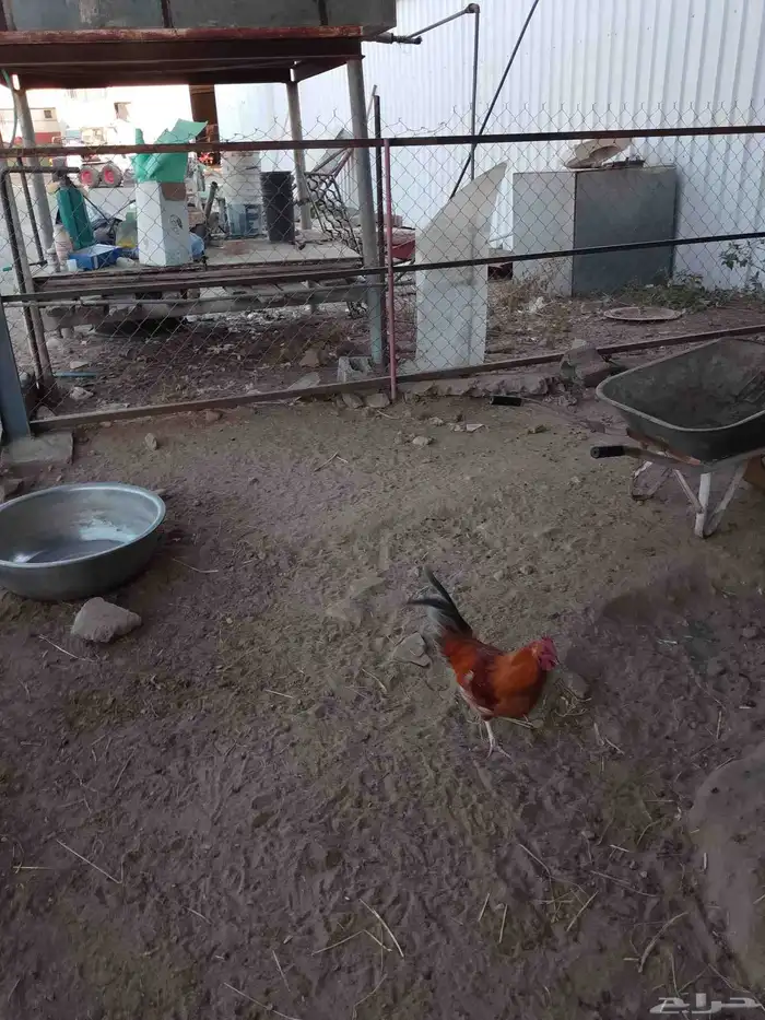 نعرض لكم ديوك دجاج بلدي ممتاز ونظيف من جميع الامراض 3