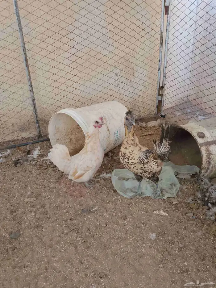 دجاج كويتي 0