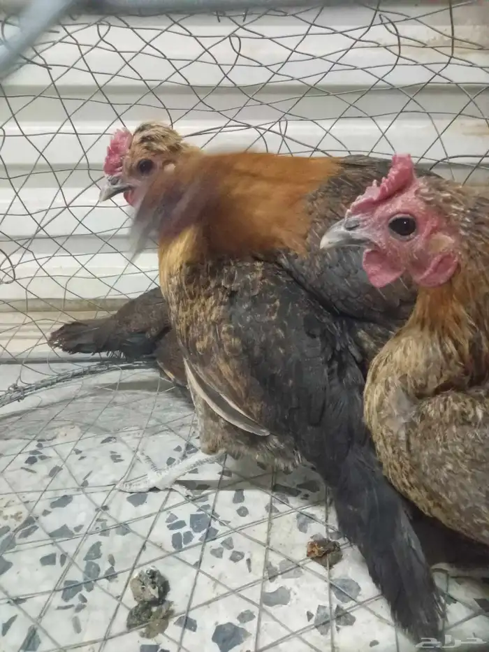 دجاج يبيض للبيع ل التواصل 3