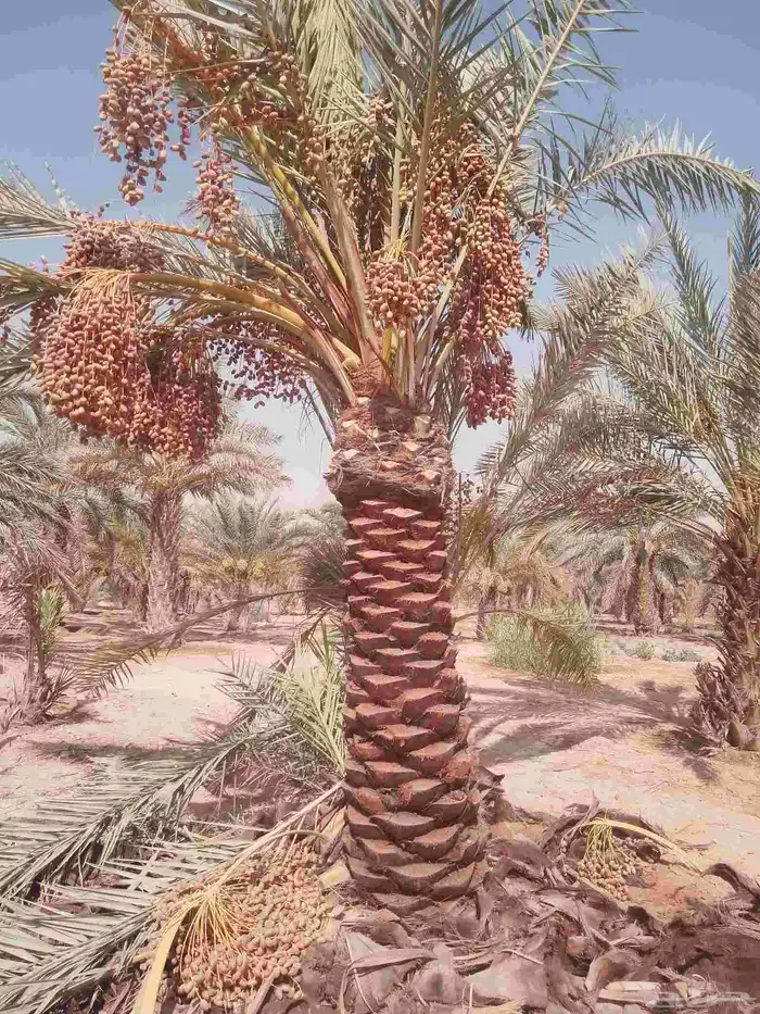 نخل للبيع مثمر خلاص سكري شيشي هلالي مجدول صقعي منيفي مسكاني 0