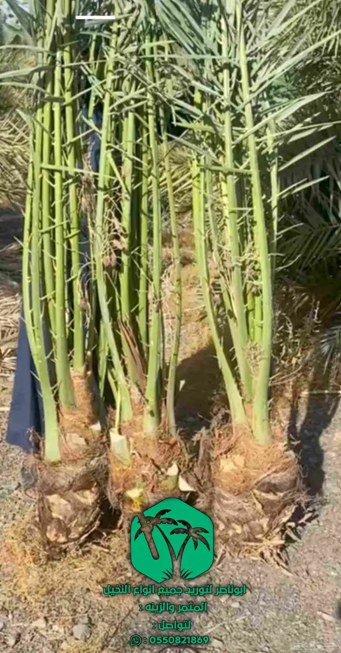 يوجد لدينا جميع انواع النخيل المثمر والزينه 5