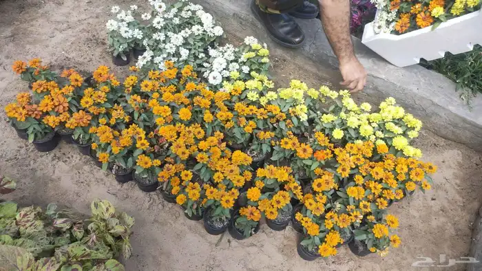 تصميم وتنسيق الحدائق بالاحساء 7