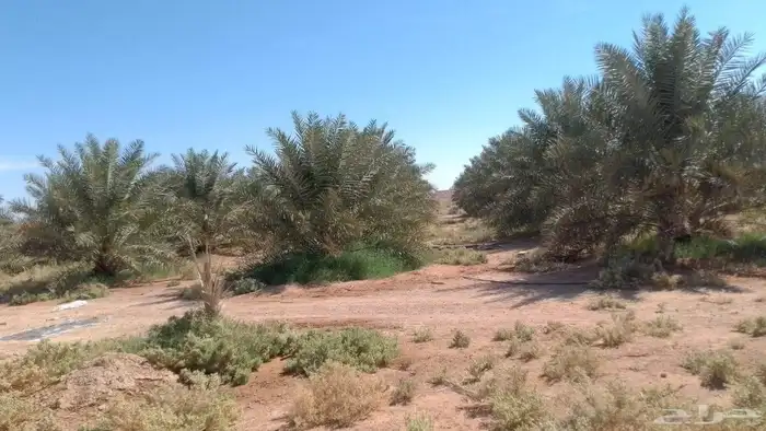 متواجد 160خلاص علا متر ونص 2