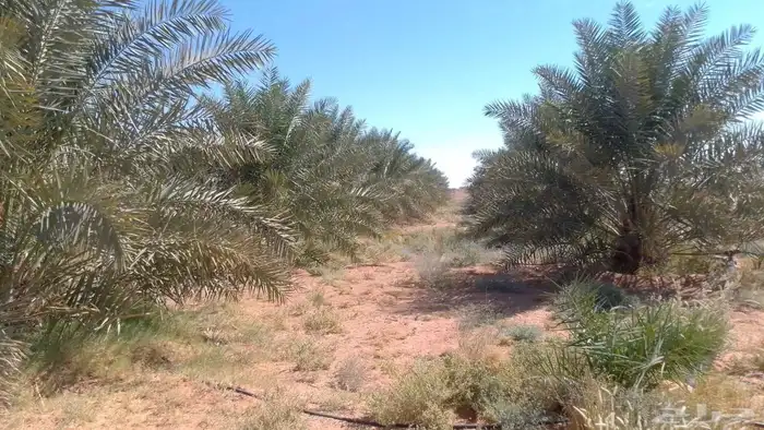 متواجد 160خلاص علا متر ونص 0