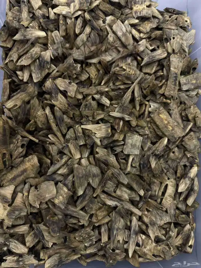 عود وزن كيلو طبيعي وغير محسن 0