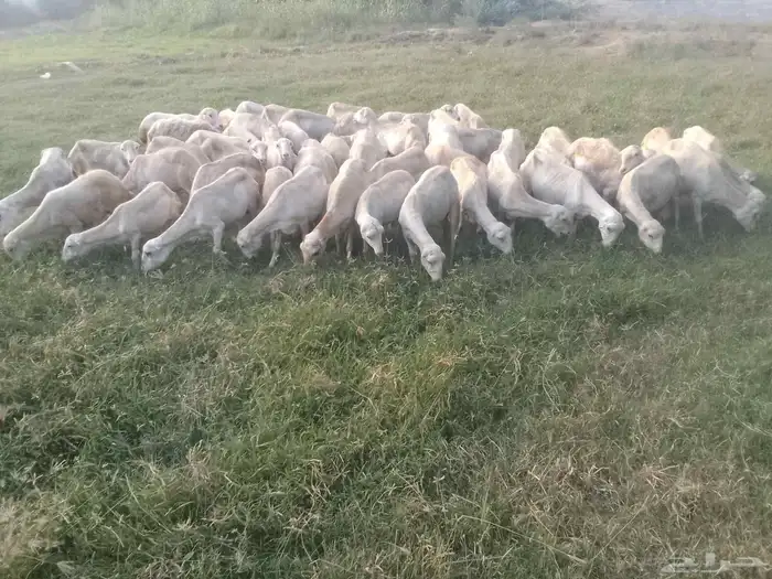 ظان رفيد يات دفيع على الشرط 0