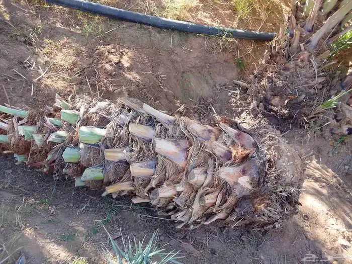 جميع انواع النخيل 1