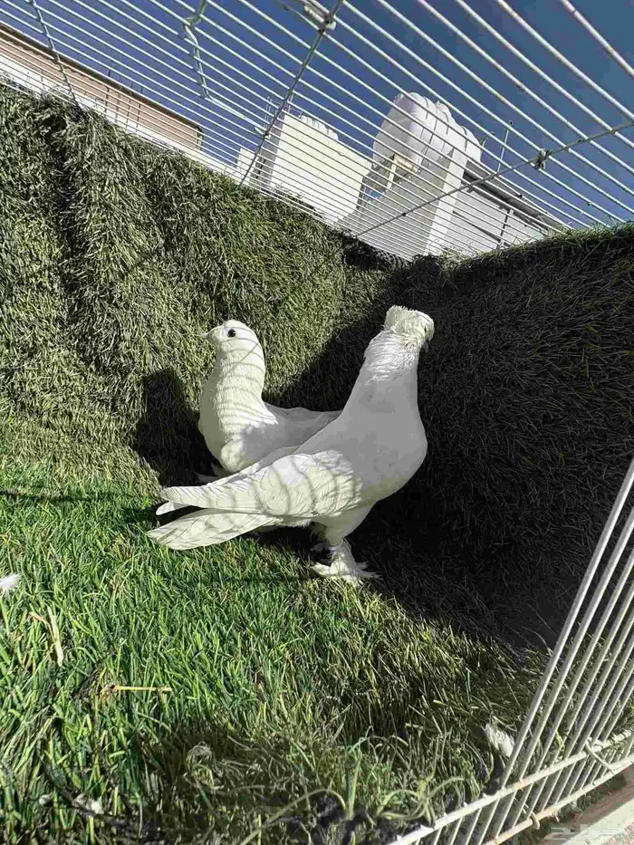 زوج تركي ابيض فاخر 3