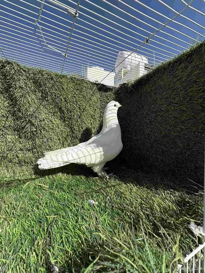 زوج تركي ابيض فاخر 4