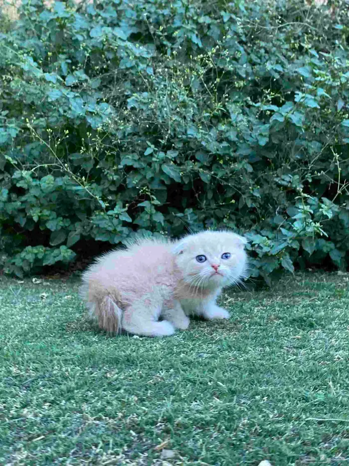 سكوتش فولد قولد مطعمين للبيع لايوجد تبني 27